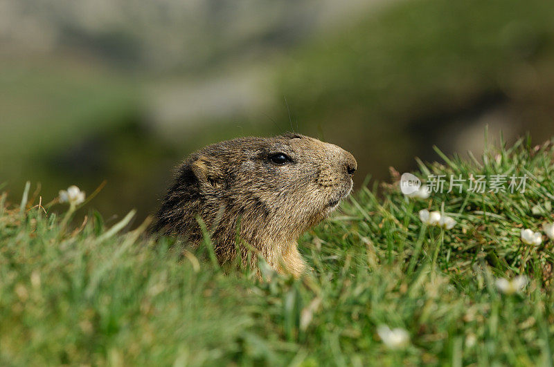 高山土拨鼠 (Marmota marmota)